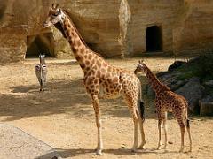 149 BIO PARC DE DOUE LA FONTAINE 1- 2016_000049